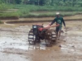 Musim Penghujan Tiba, Petani Mulai Menanam